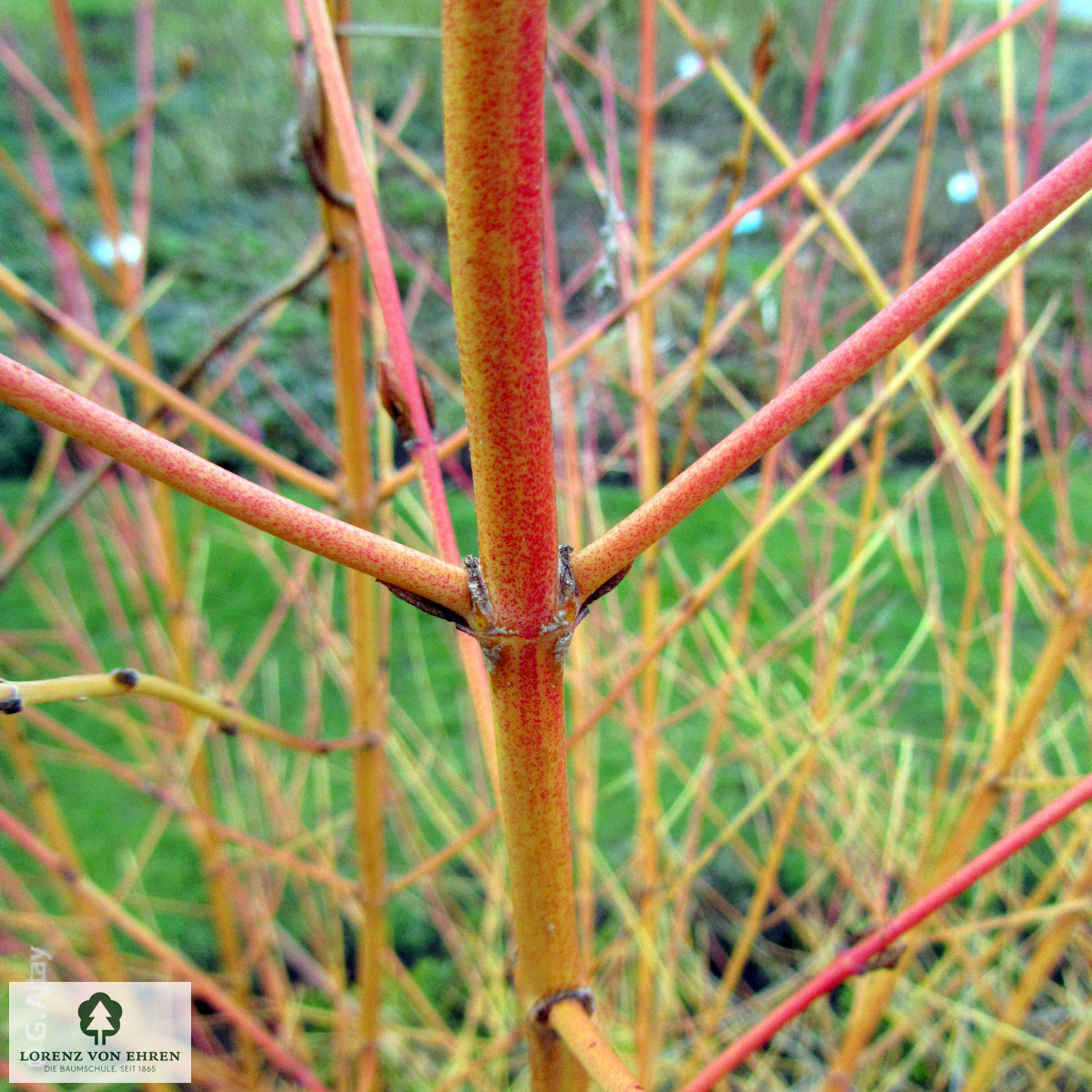 Cornus sanguinea 'Winter Beauty'