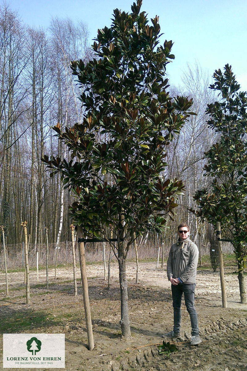 Magnolia Grandiflora Galissoniere Baumschule LvE
