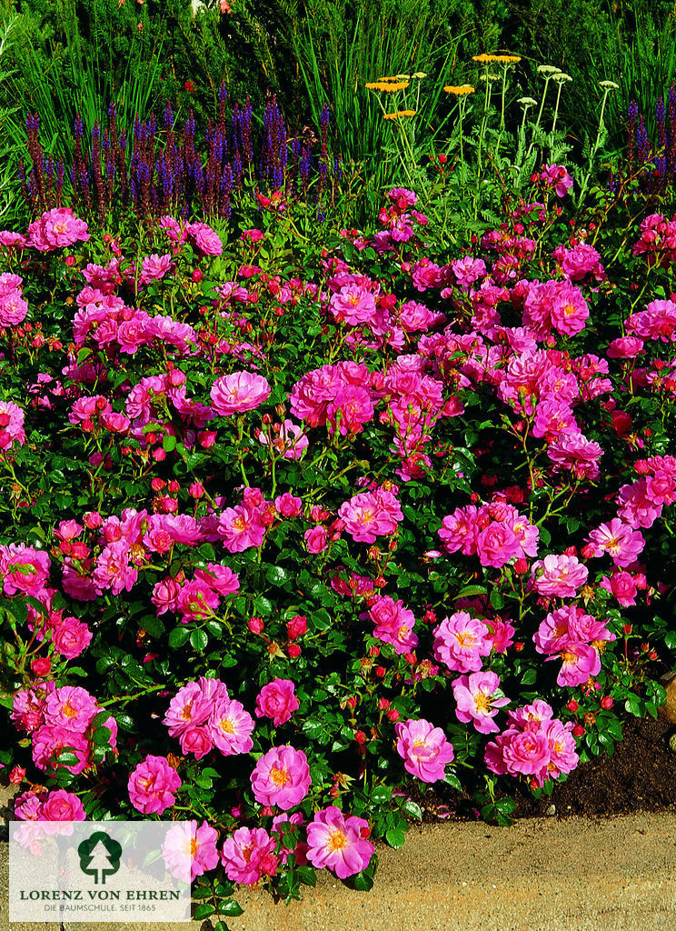 Rosa 'Magic Meidiland'