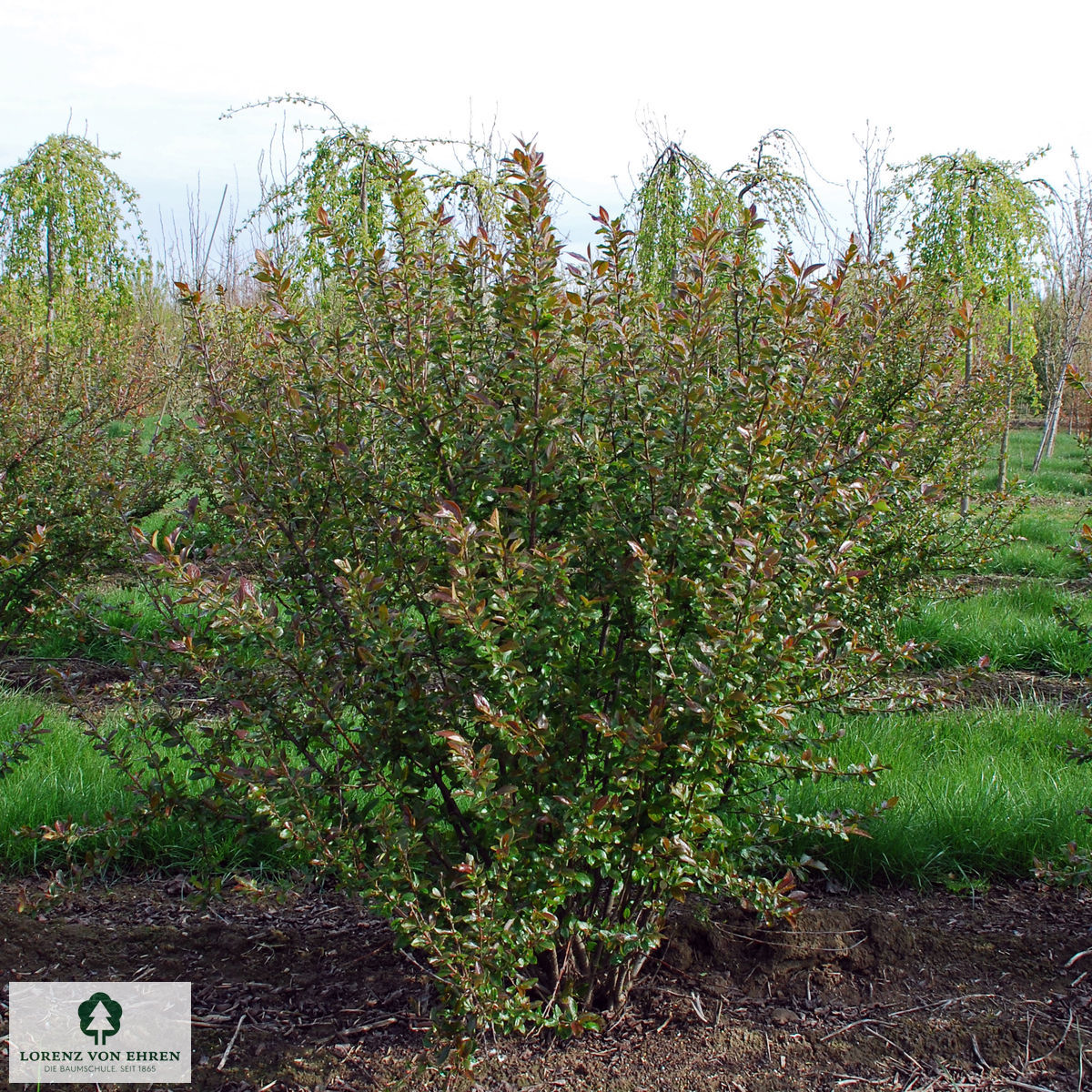 Cotoneaster acutifolius