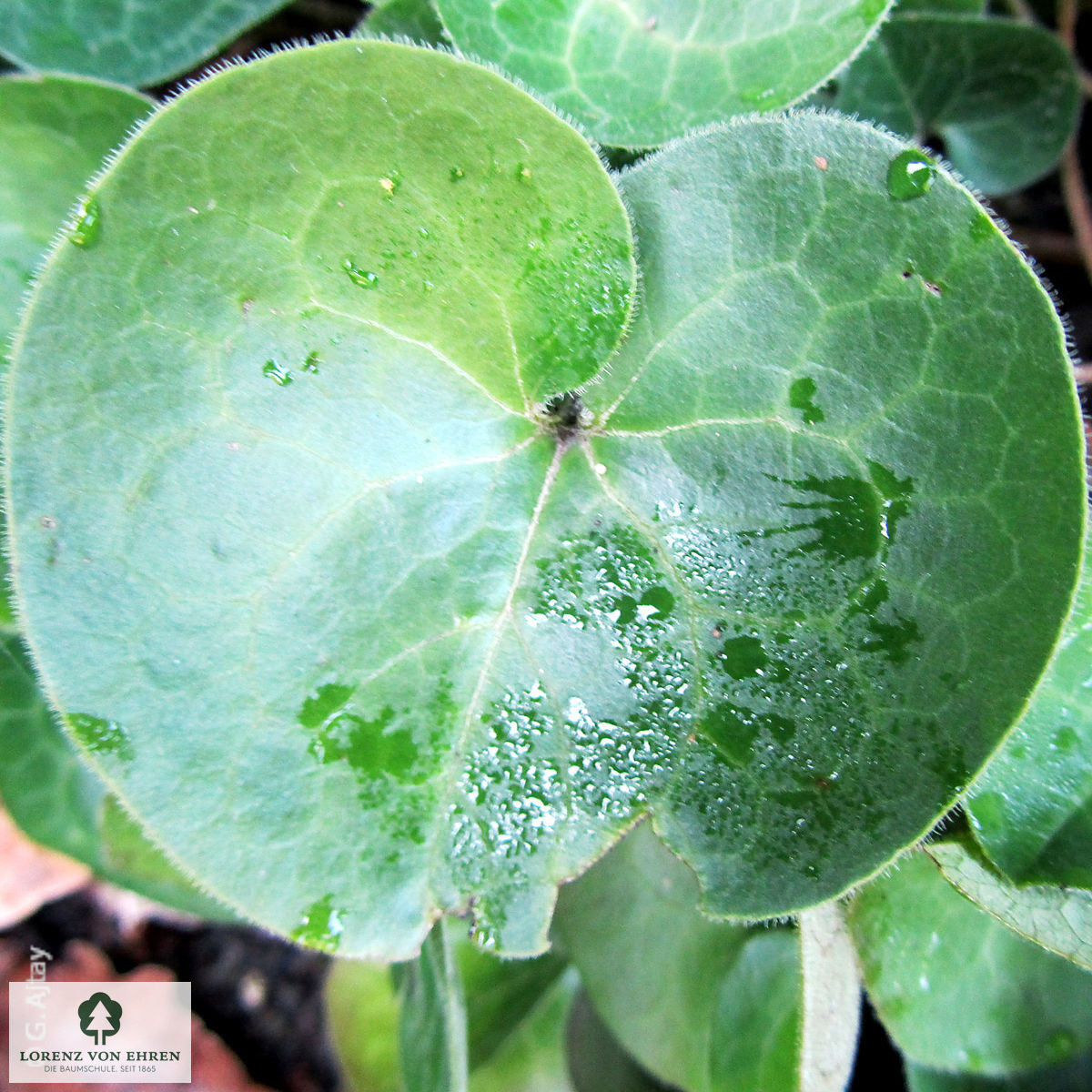 Asarum europaeum