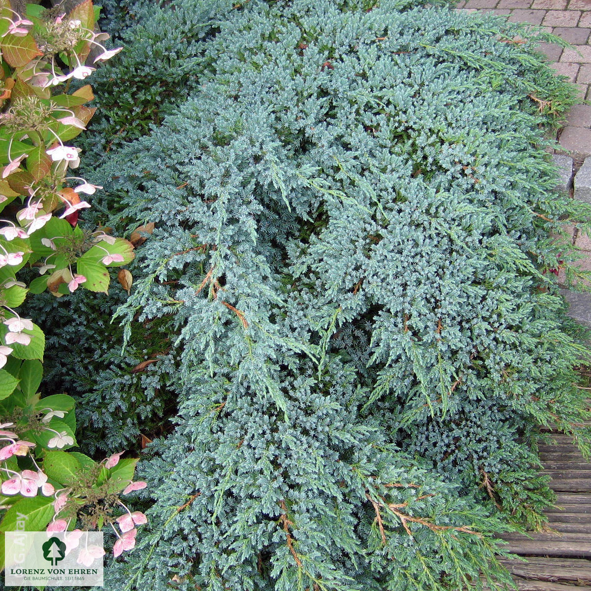 Juniperus squamata 'Blue Carpet'