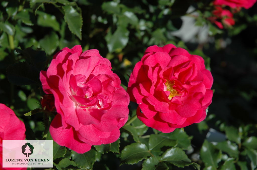 Rosa 'Heidetraum'