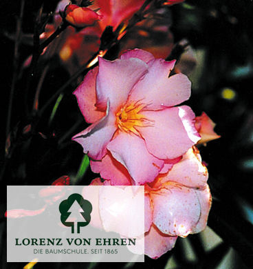 Nerium oleander 'Lachs'