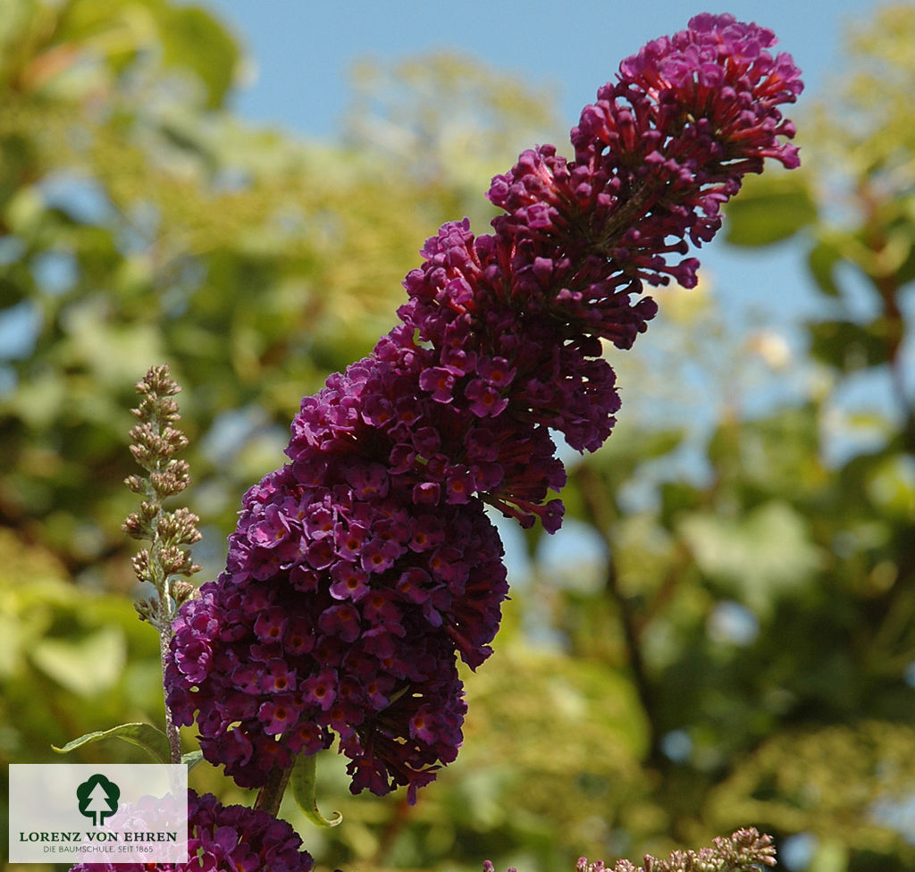 Buddleja davidii 'Black Knight'