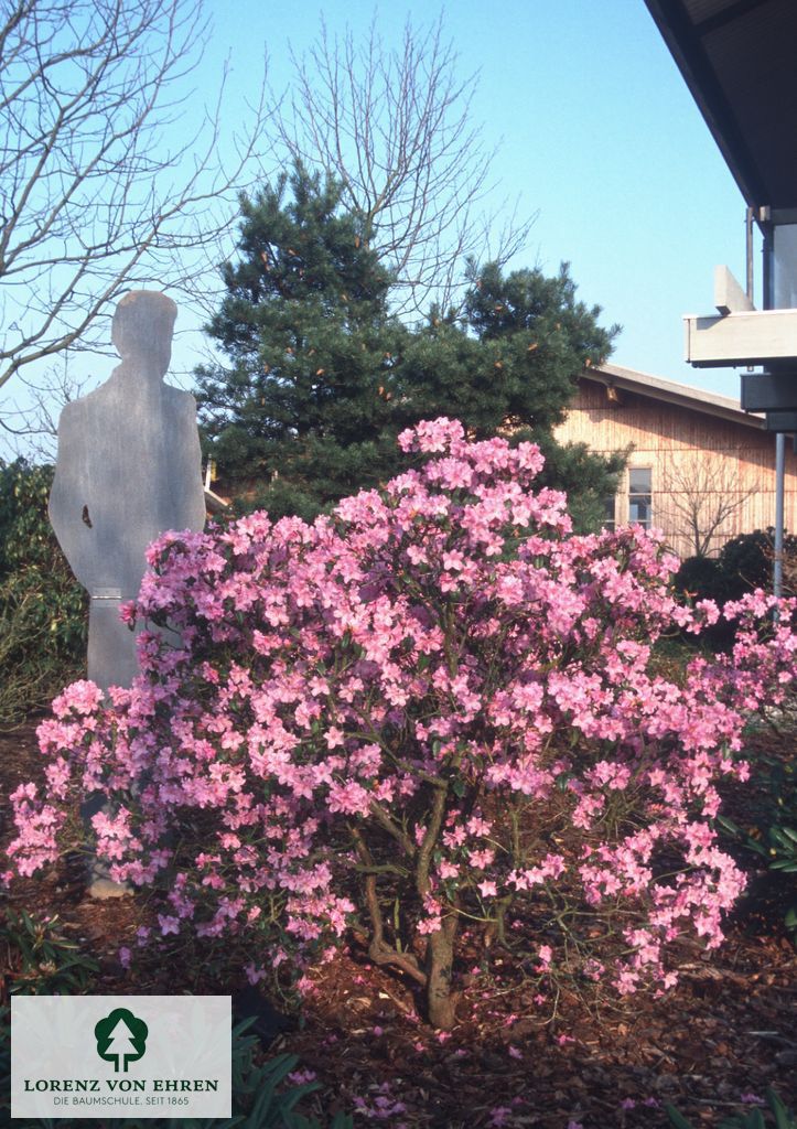 Rhododendron 'Praecox'