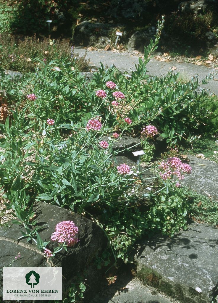 Centranthus ruber 'Coccineus'
