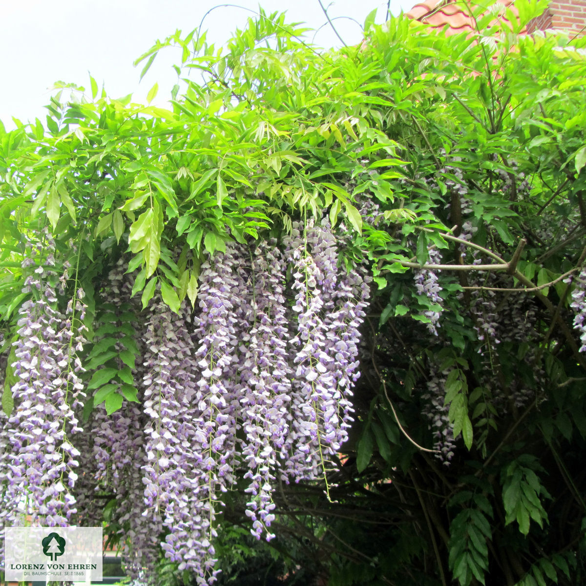 Wisteria floribunda 'Multijuga'