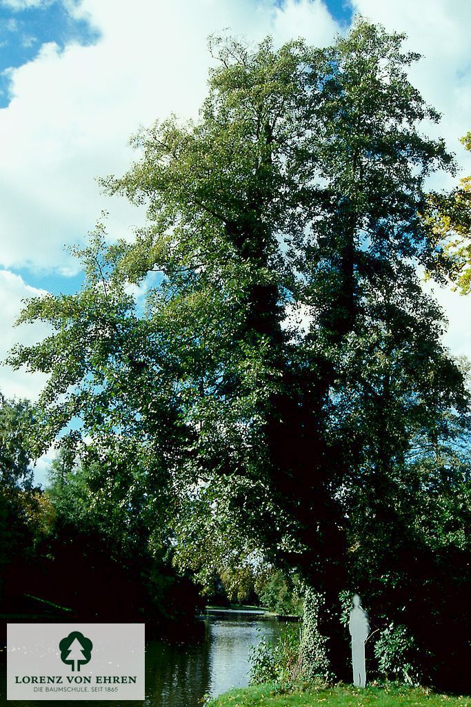 Alnus glutinosa