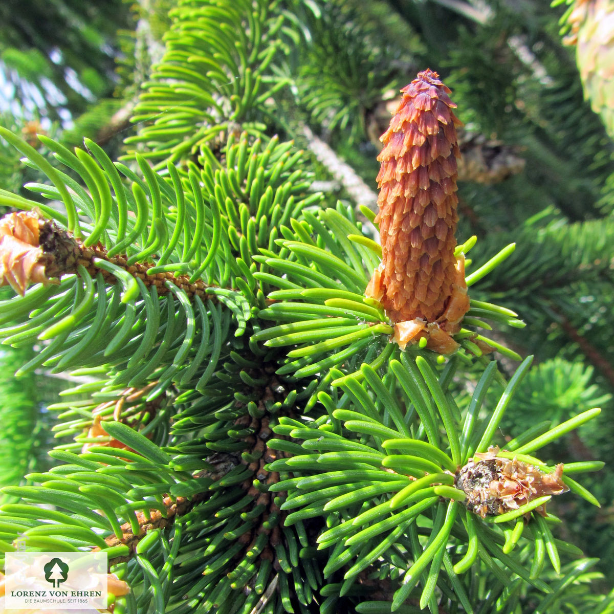 Picea abies 'Virgata'