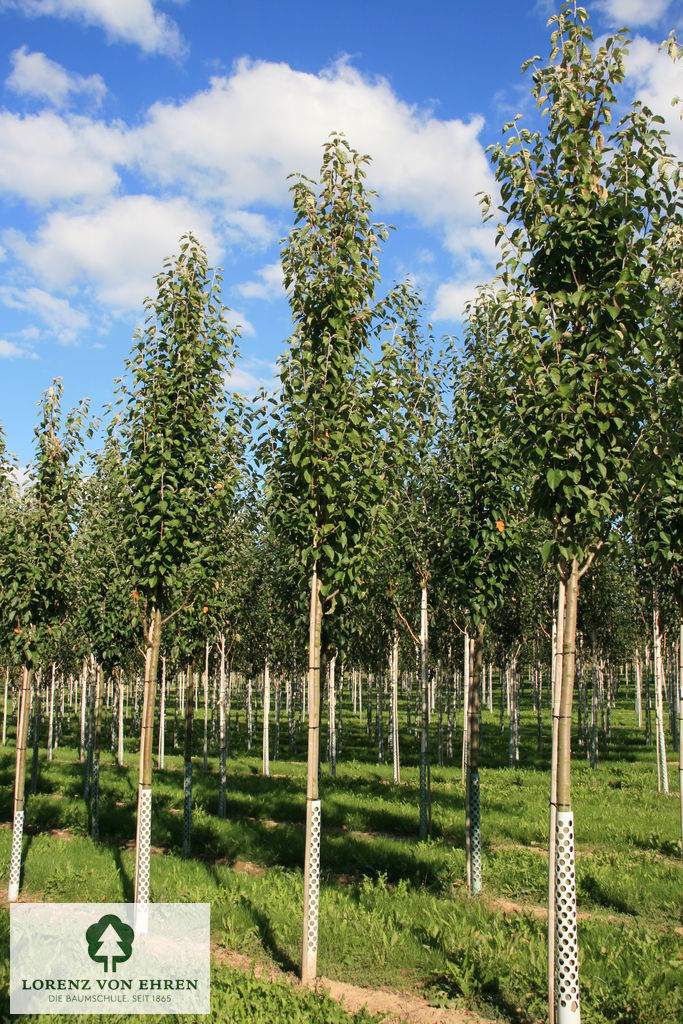 Malus tschonoskii