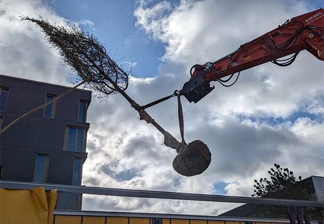 Ein Baum hängt am Bagger. Die Krone ist zusammengebunden, die Wurzeln zu einem Ballen gefestigt.