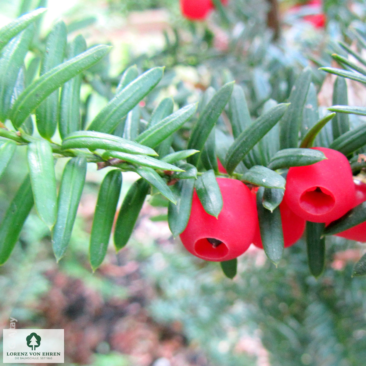 Taxus cuspidata nana