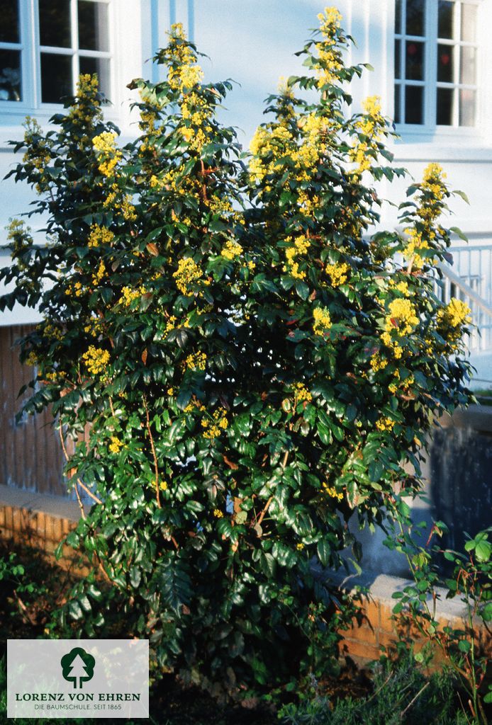 Mahonia aquifolium