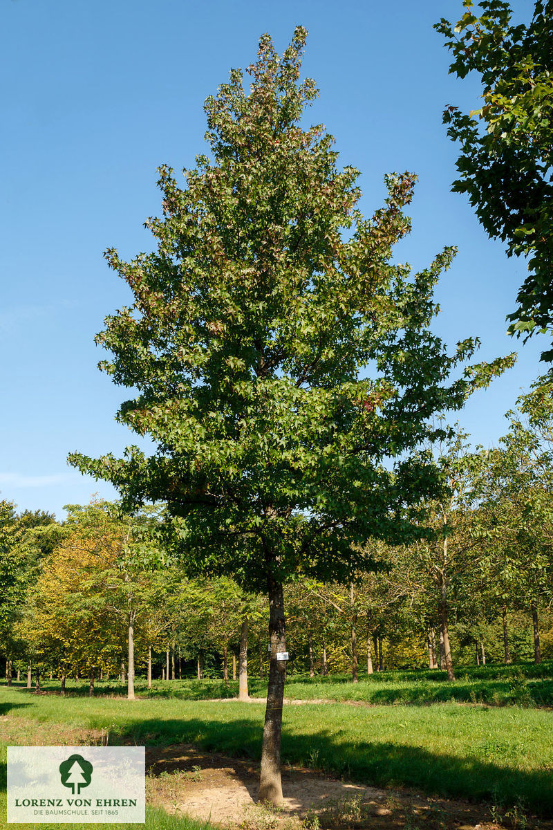 Liquidambar styraciflua