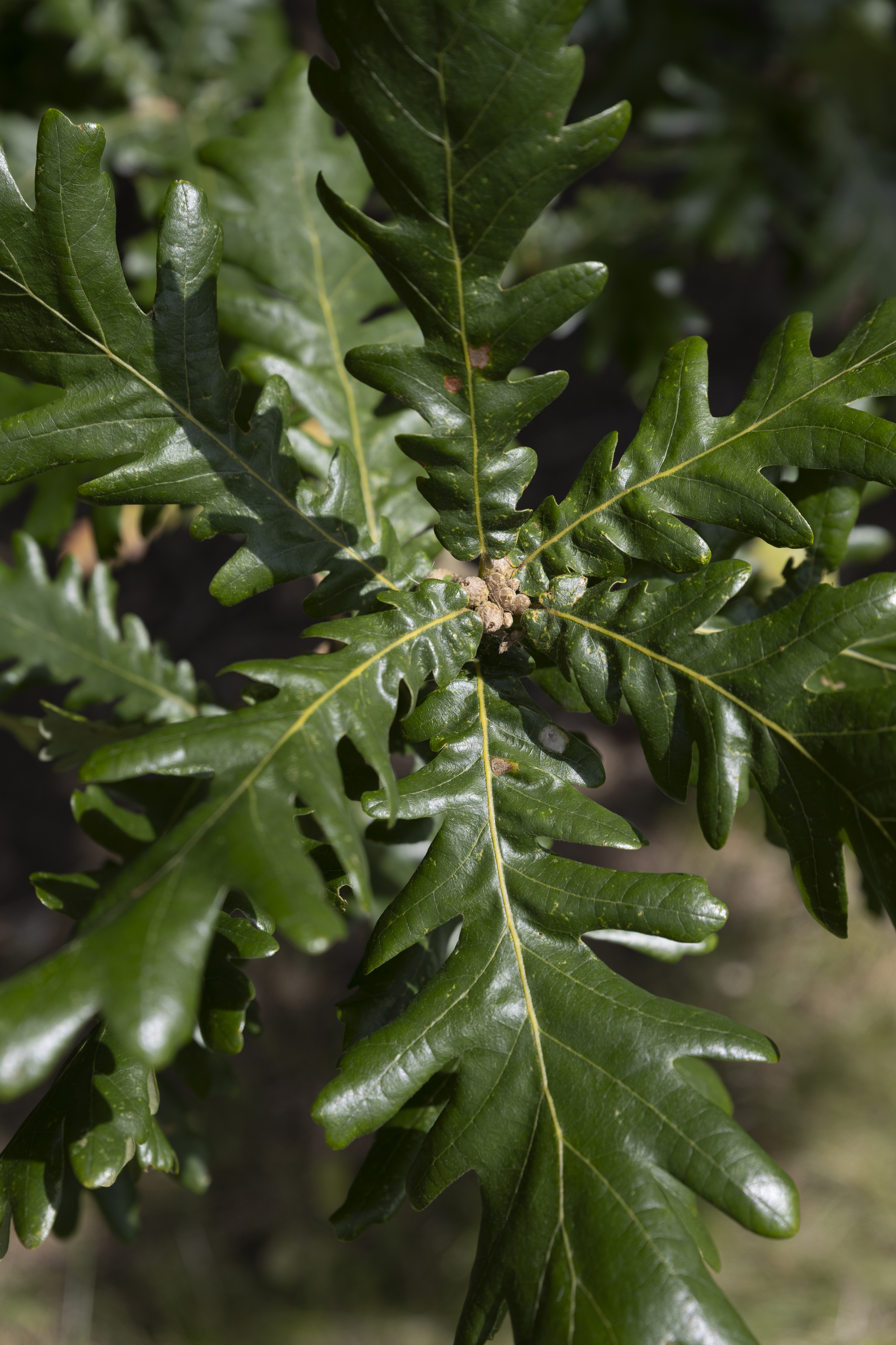 Quercus frainetto Unikat