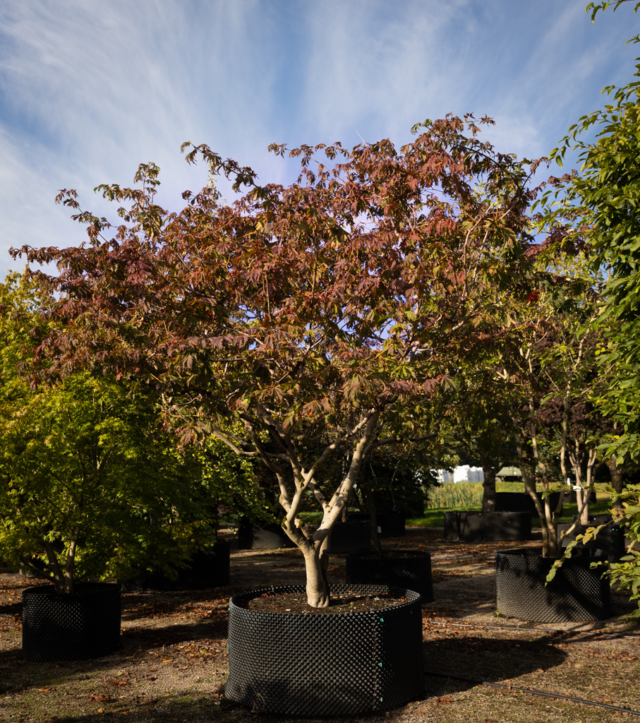 Acer japonicum 'Aconitifolium' VJ