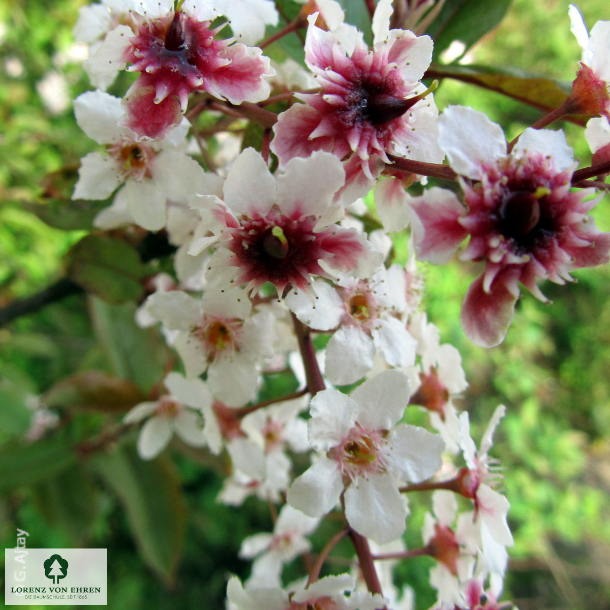 Prunus padus 'Colorata'