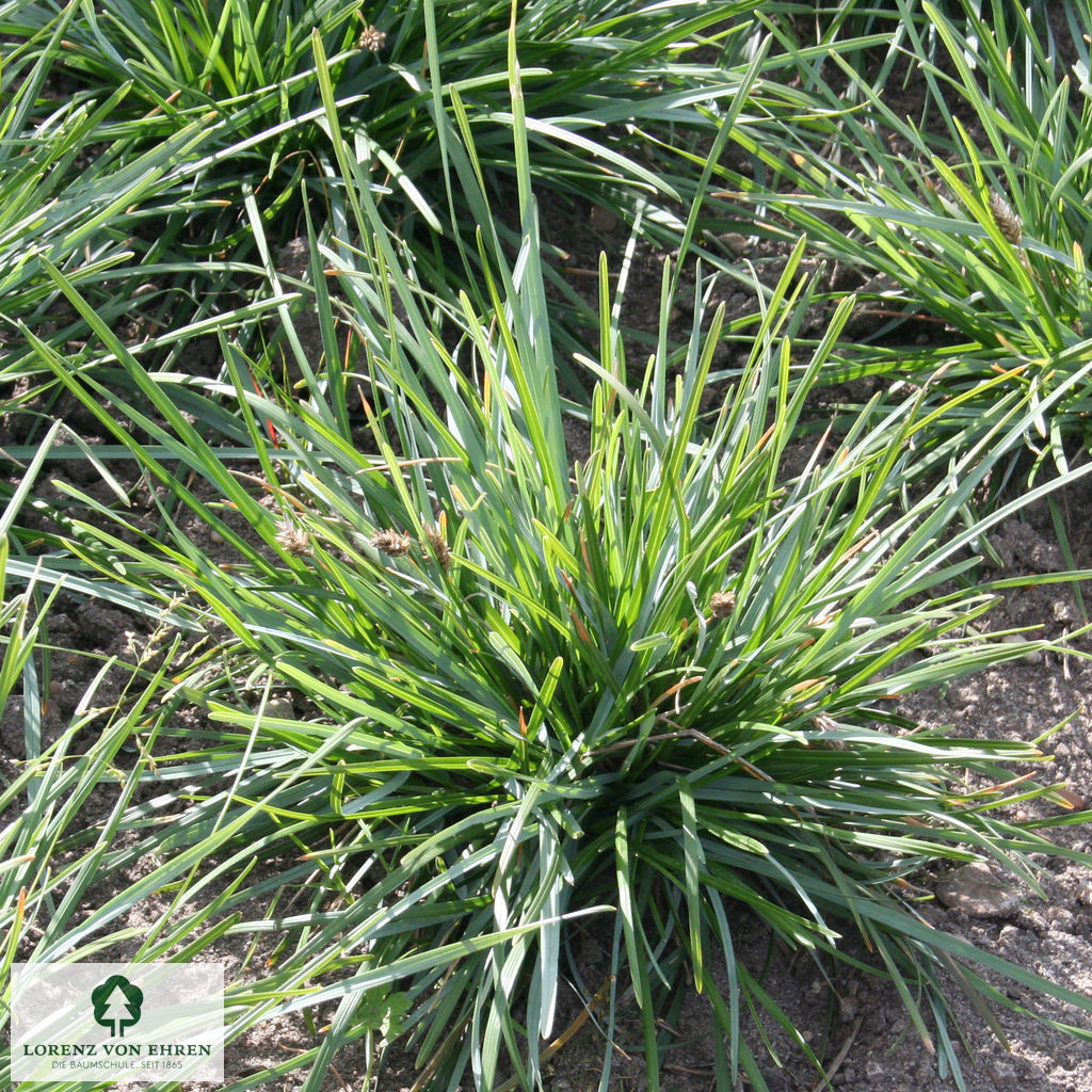 Sesleria caerulea