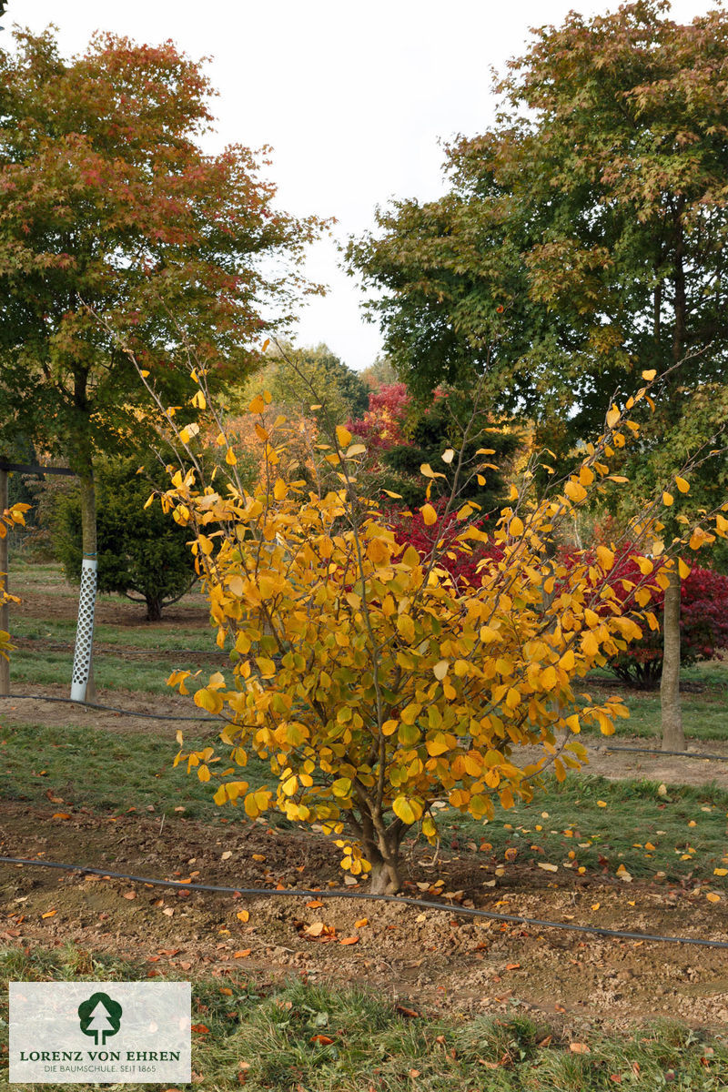 Hamamelis intermedia 'Rubin'