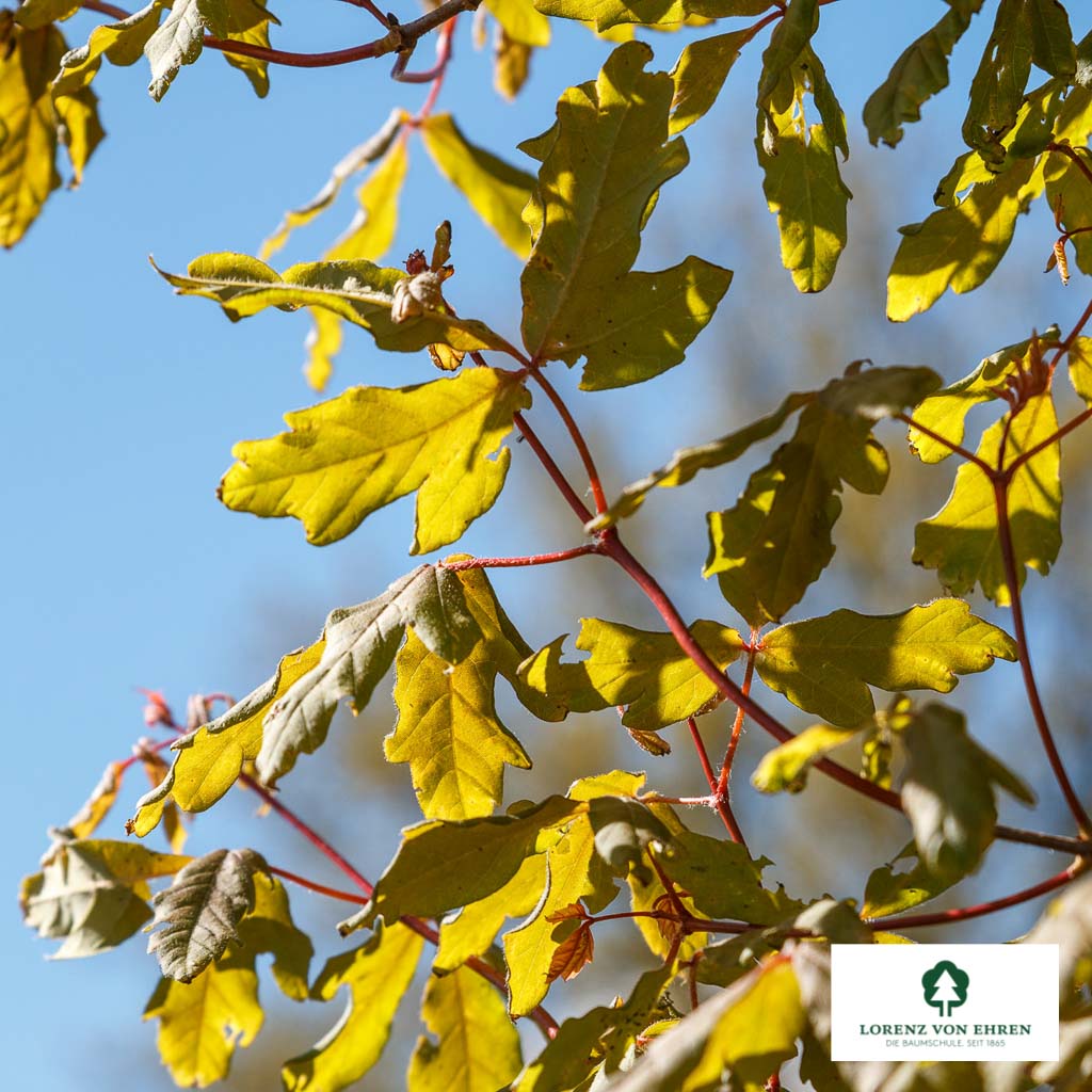 Acer triflorum