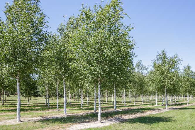 Betula jacquemontii Hochstamm Birken wie man sie kennt