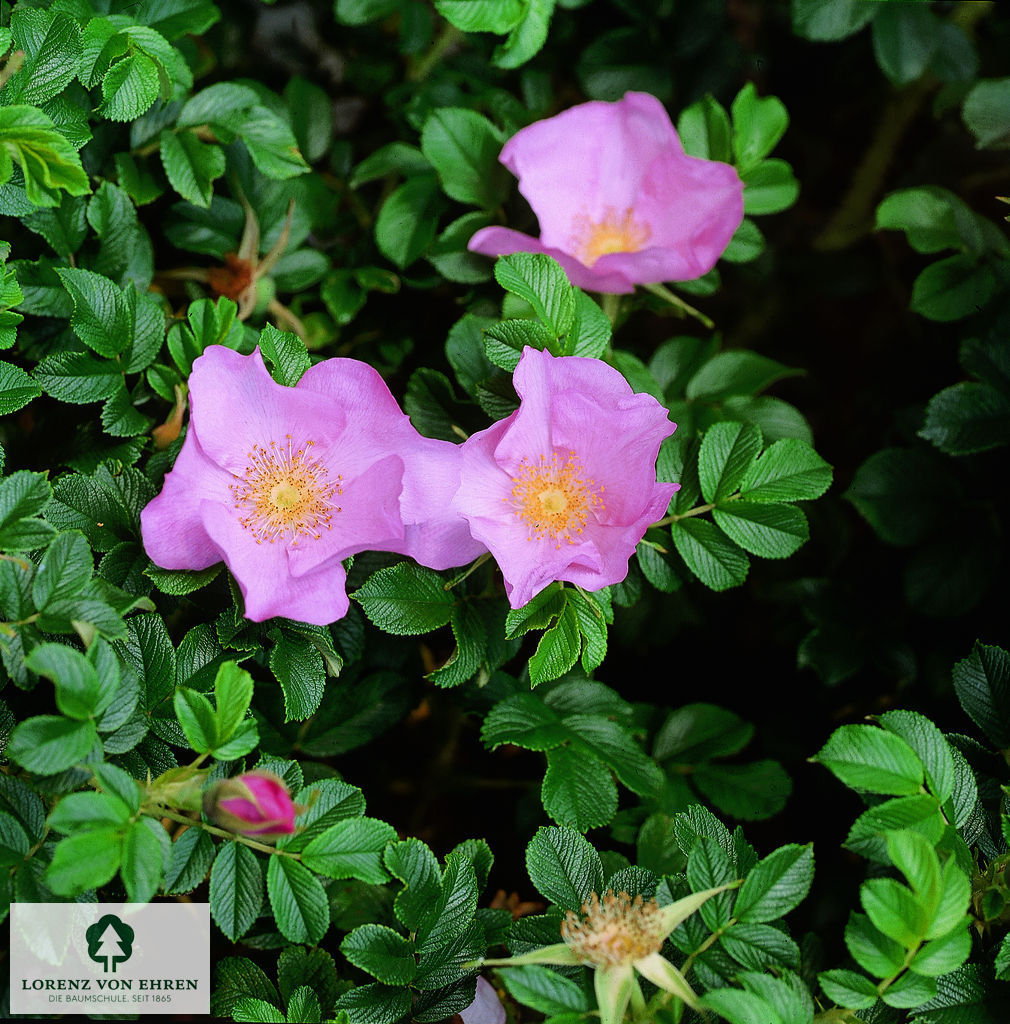 Rosa rugosa 'Dagmar Hastrup'