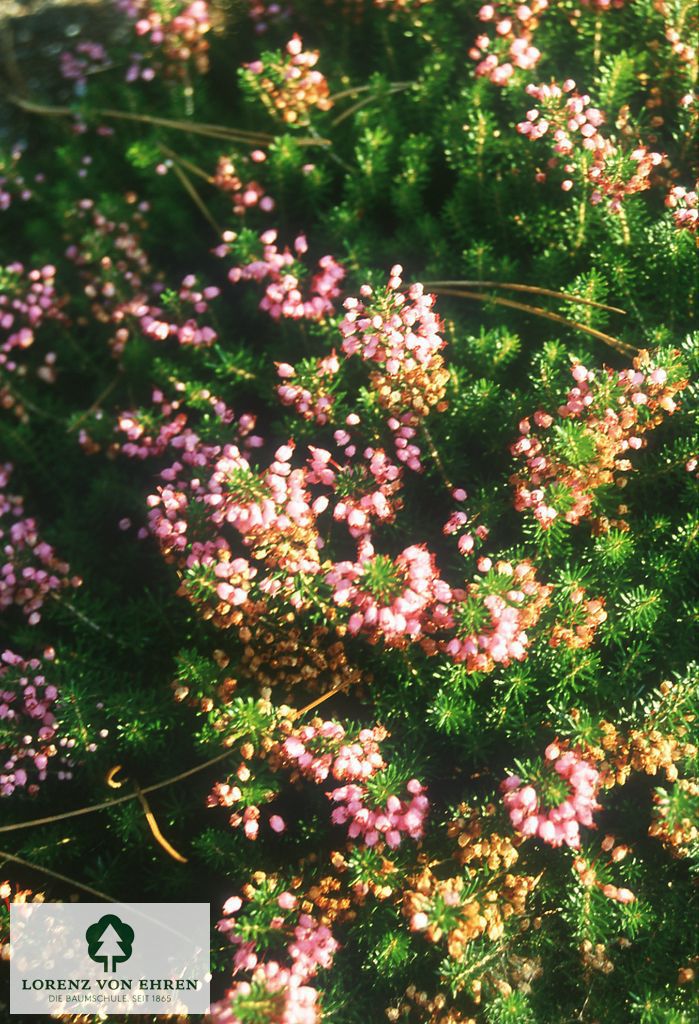 Erica vagans 'Diana Hornibrook'