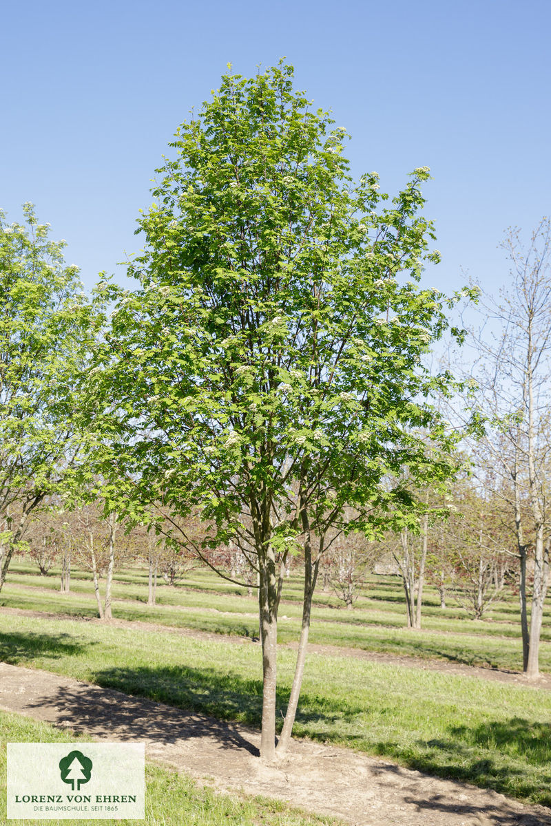 Sorbus aucuparia