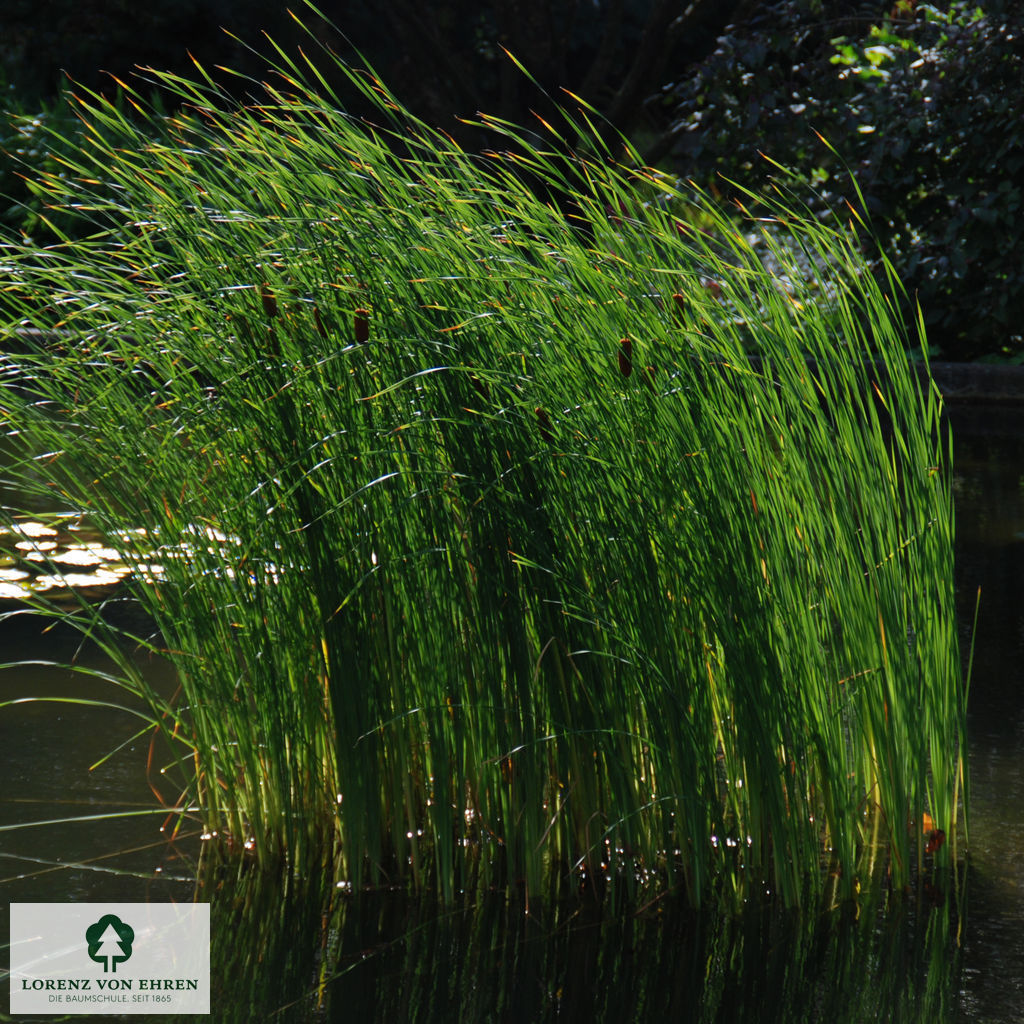 Typha angustifolia Baumschule LvE