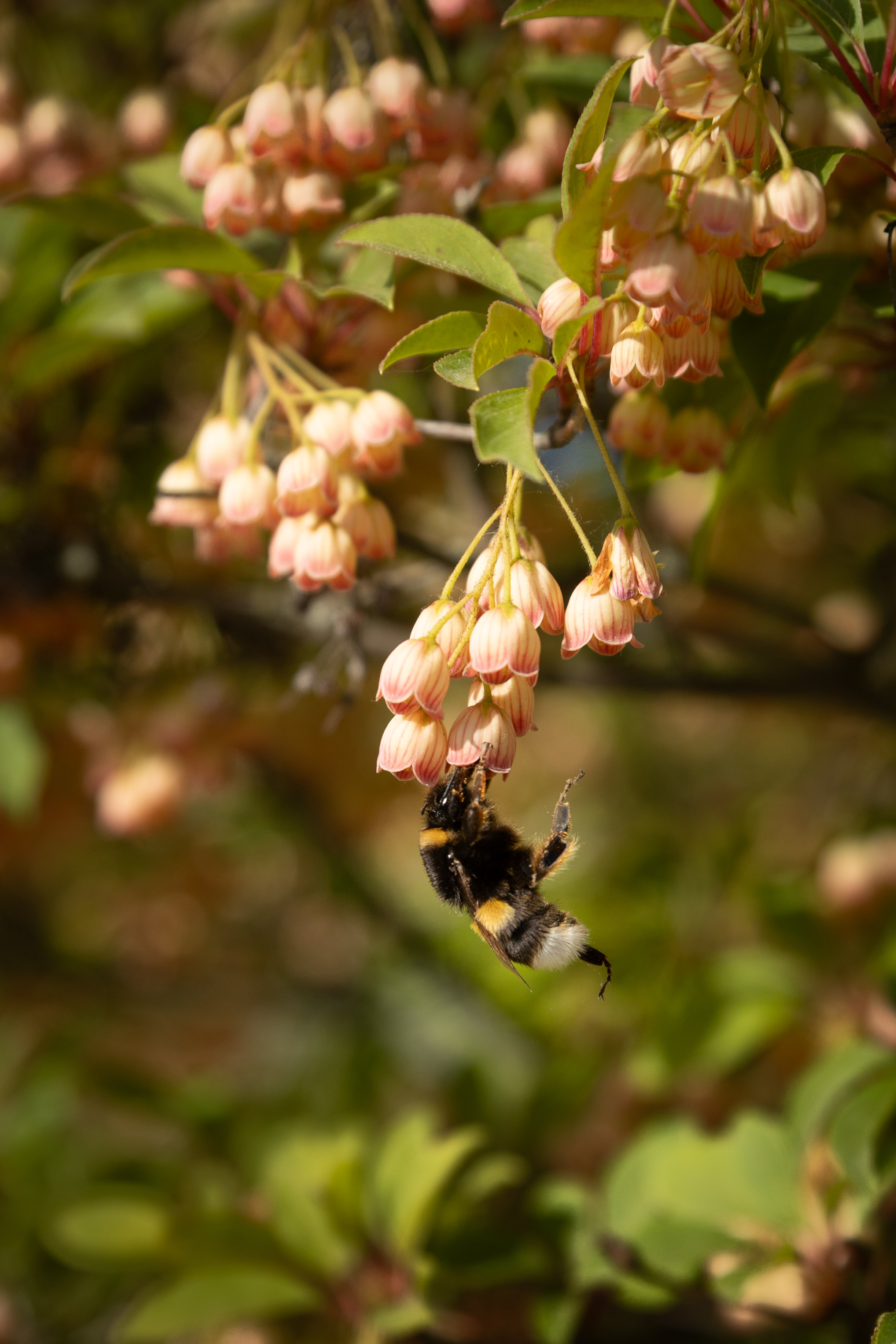 Enkianthus campanulatus Bonsai