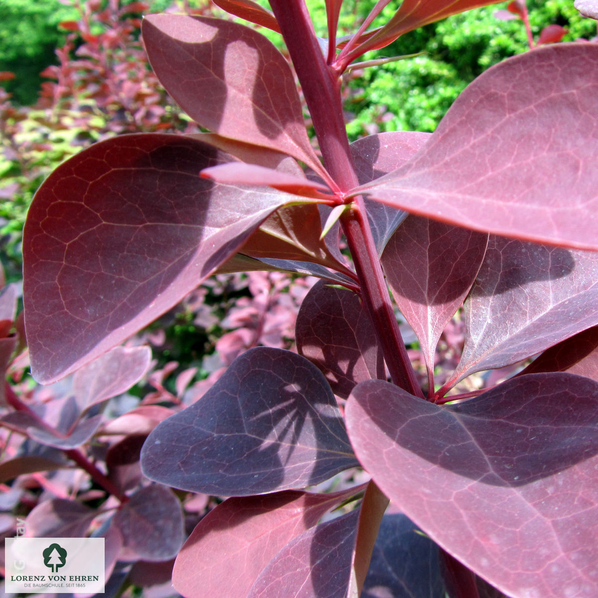 Berberis ottawensis 'Superba'