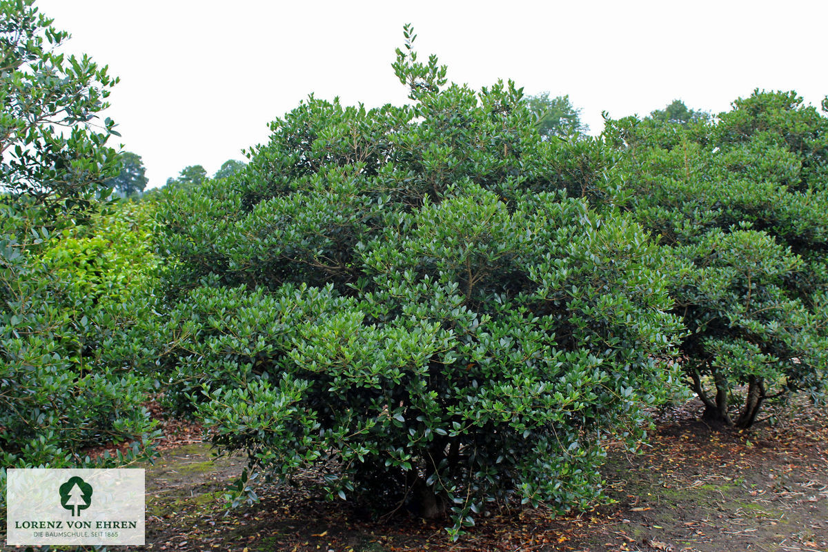 Osmanthus burkwoodii