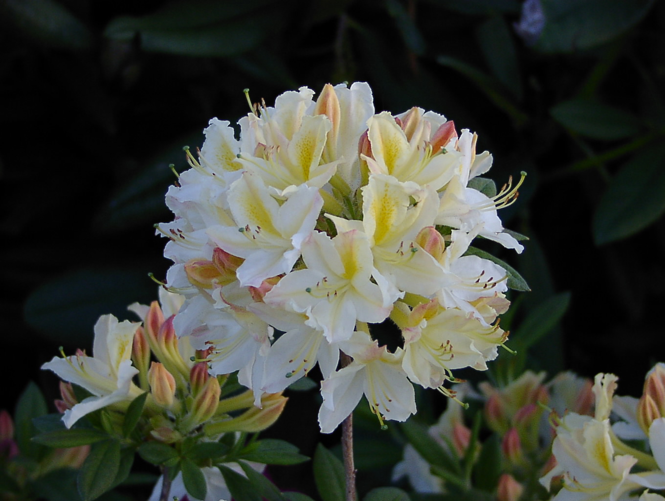 Rhododendron Azalea 'Daviesii': Ihre weiß-gelben Blüten zaubern eine lebendige Atmosphäre in Ihren Garten. Erfahren Sie mehr über diese farbenfrohe Azaleenart.