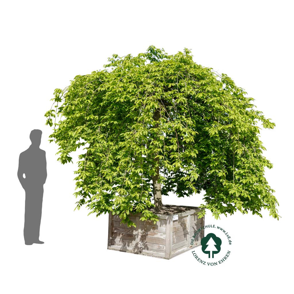 Carpinus betulus 'Pendula'