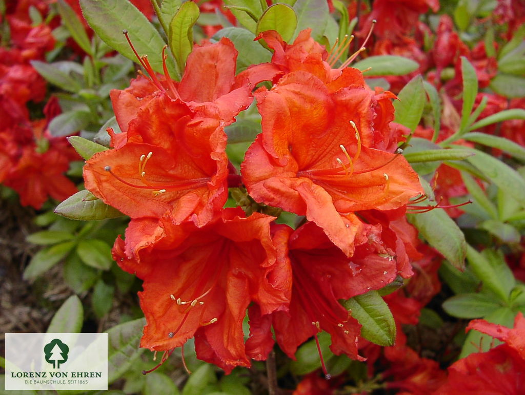 Rhododendron Azalea 'Feuerwerk'