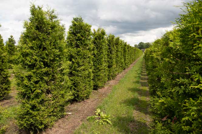 Heckenelemente Thuja occidentalis Brabant von Ehren Lebensbaum als Heckenelemente
