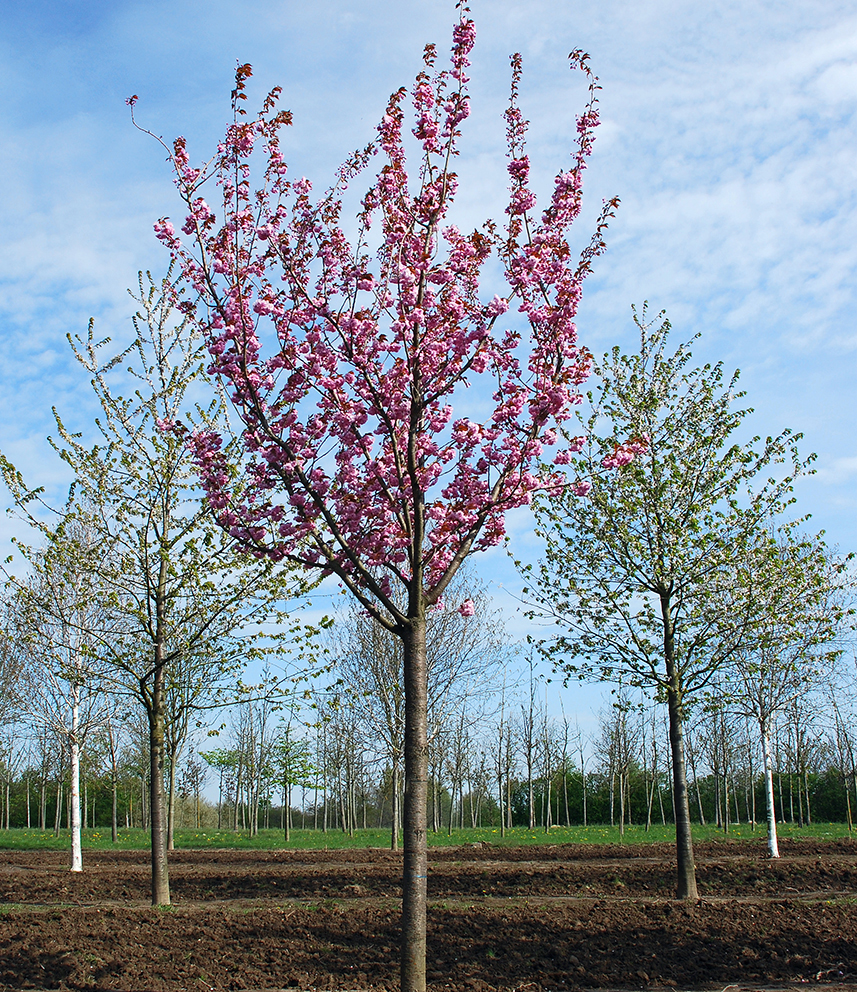 Baum mit pinker Blüte