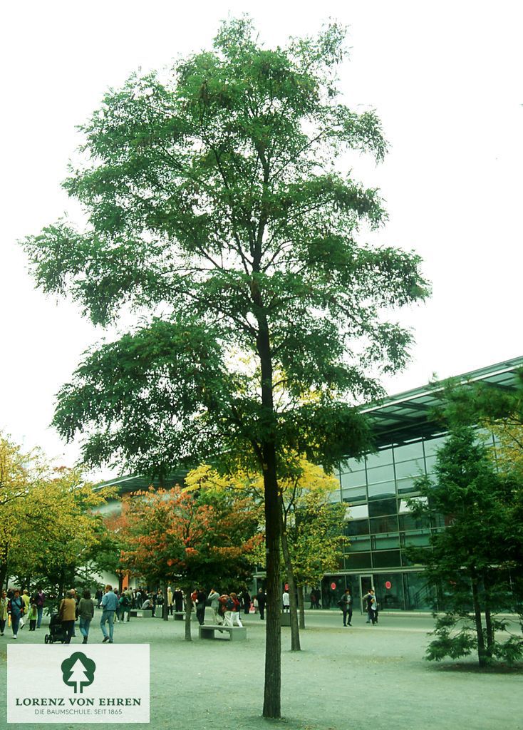 Robinia pseudoacacia 'Semperflorens'