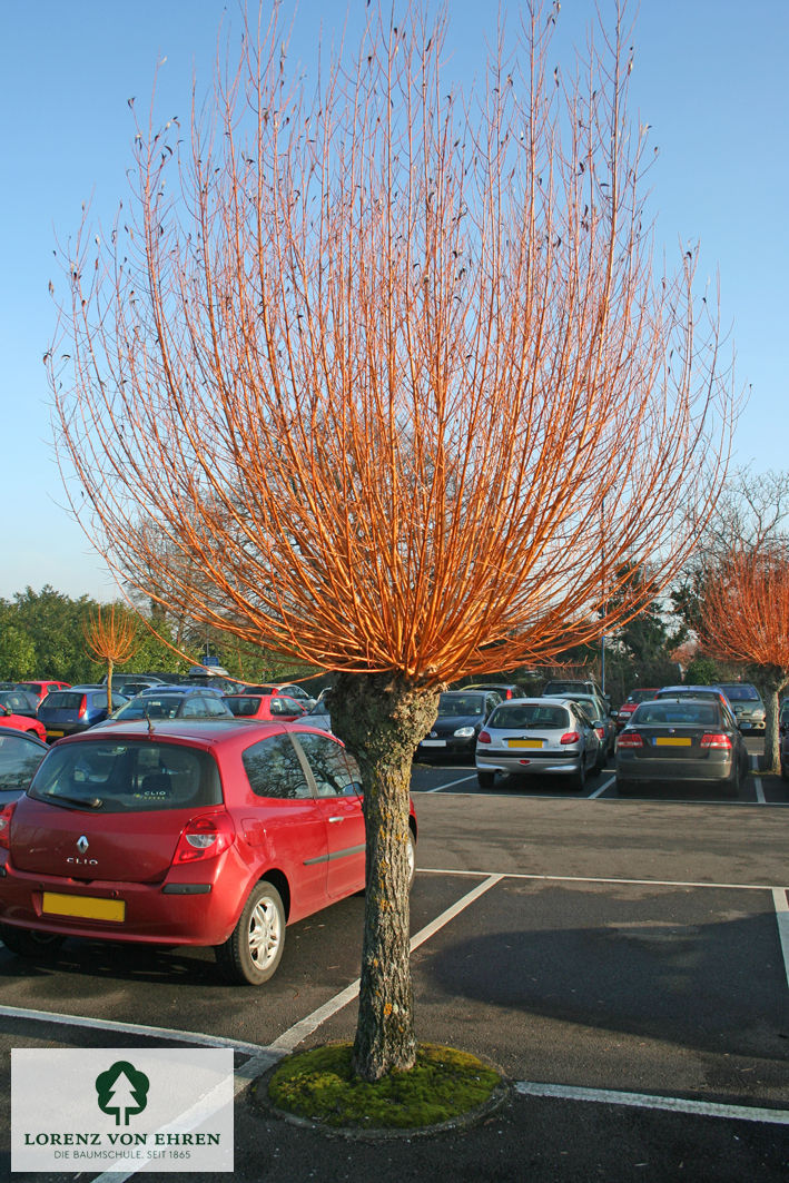 Salix alba 'Chermesina'