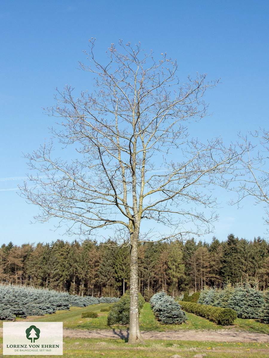 Quercus rubra