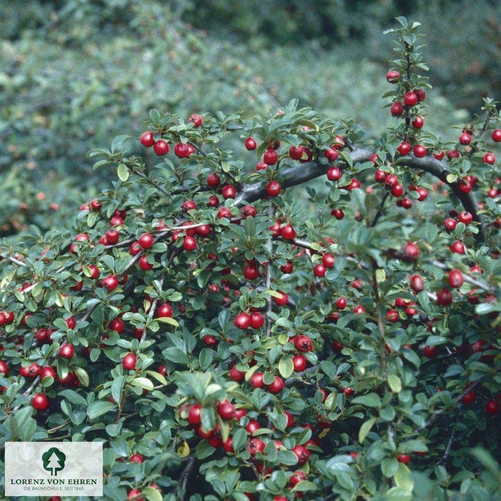 Cotoneaster dammeri 'Eichholz'