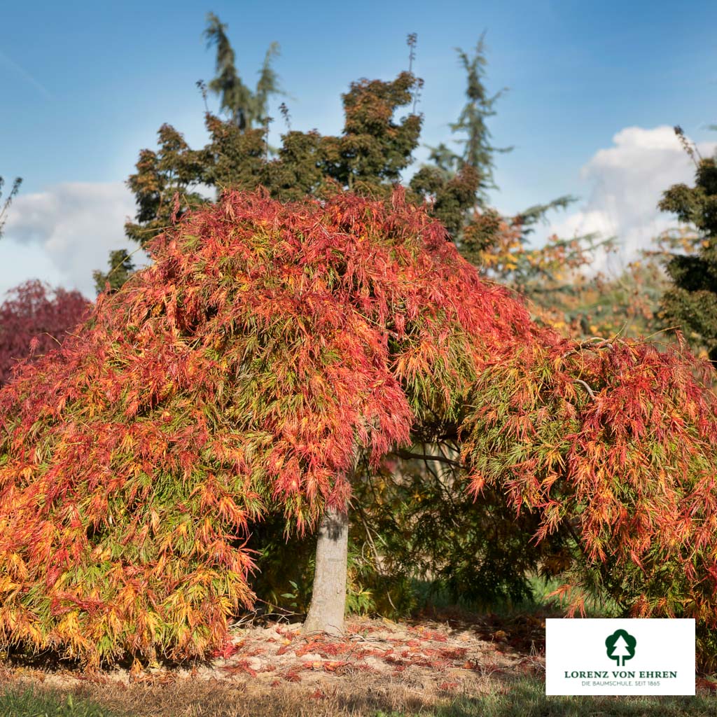 Acer palmatum 'Dissectum' Unikat