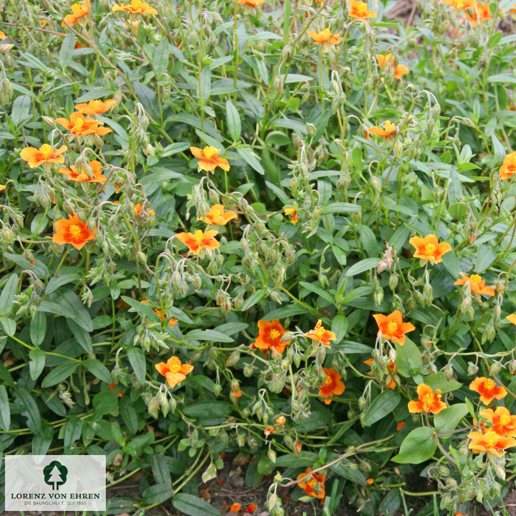 Helianthemum 'Bronzeteppich'