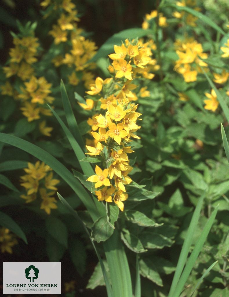 Lysimachia punctata