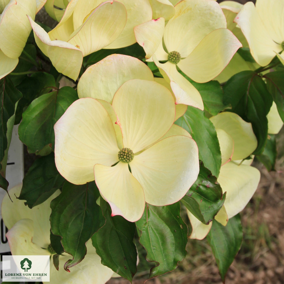 Cornus kousa 'Venus'