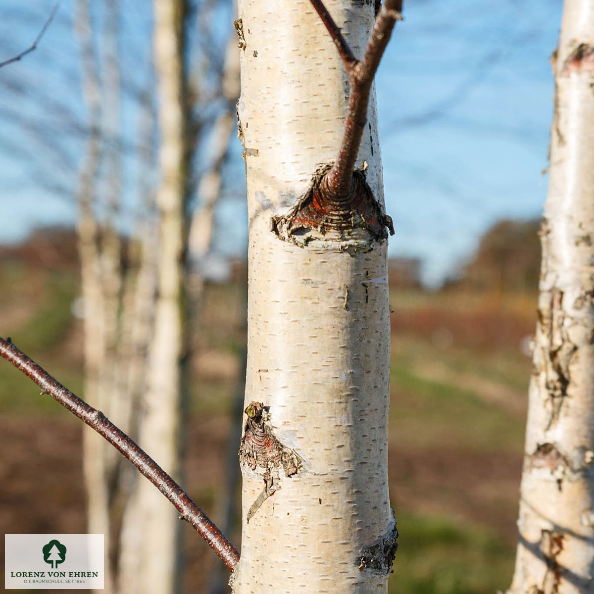 Betula pendula 'Darlecarlica'