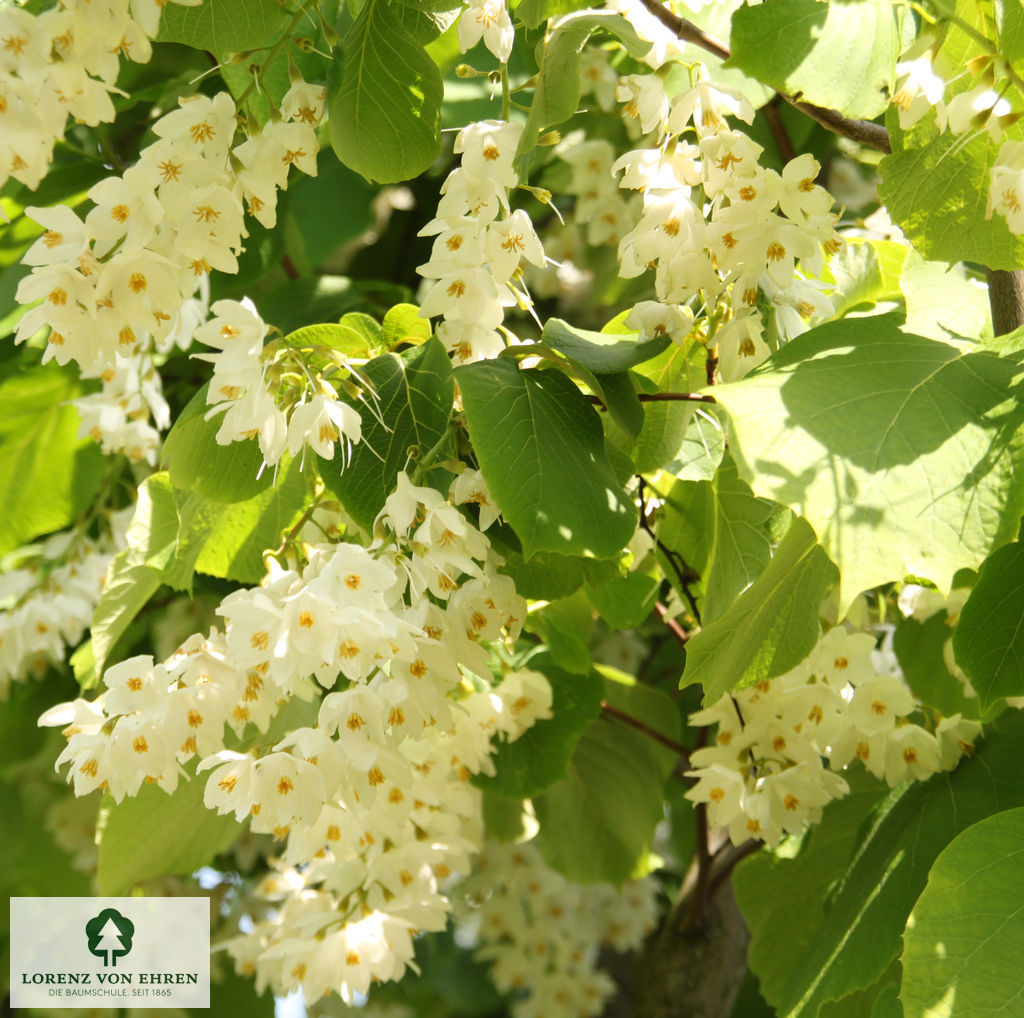 Styrax obassia