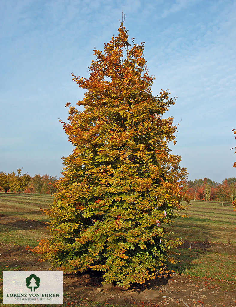 Fagus sylvatica