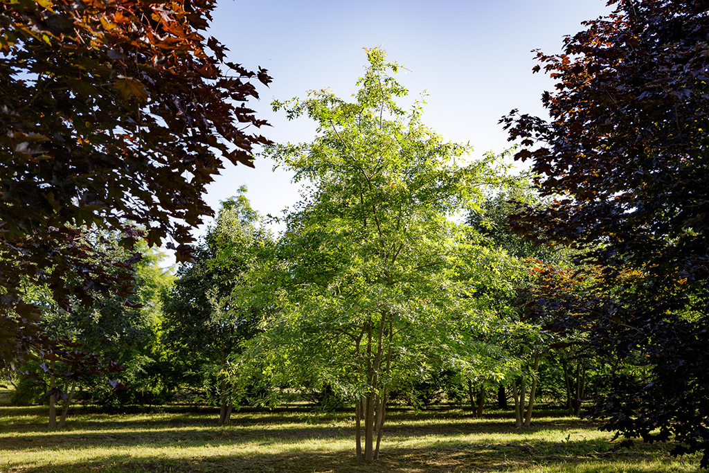 Mehrstämmige Quercus palustris Eine wunderschöne Sumpfeiche mit mehreren Stämmen